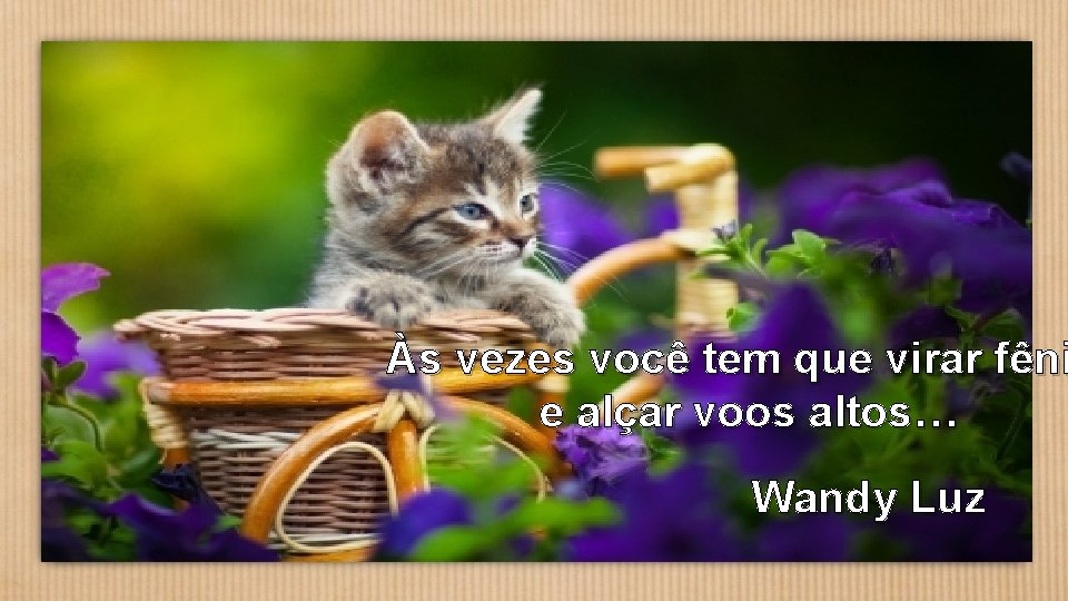 Às vezes você tem que virar fêni e alçar voos altos… Wandy Luz 