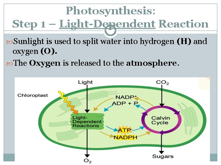 Photosynthesis: Step 1 – Light-Dependent Reaction Sunlight is used to split water into hydrogen