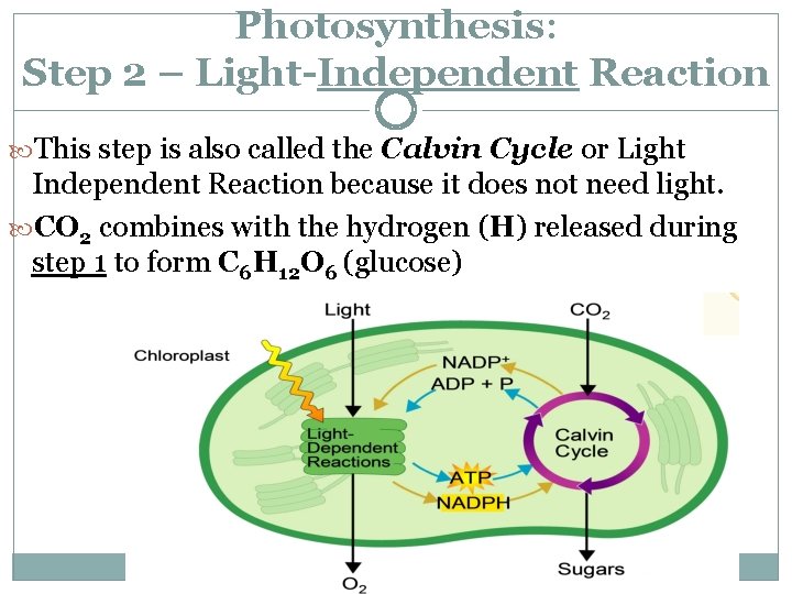 Photosynthesis: Step 2 – Light-Independent Reaction This step is also called the Calvin Cycle