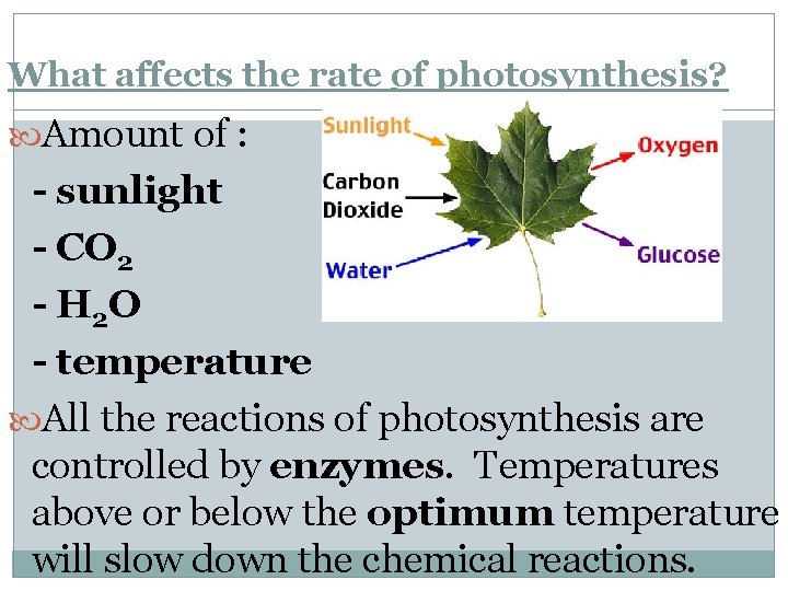 What affects the rate of photosynthesis? Amount of : - sunlight - CO 2