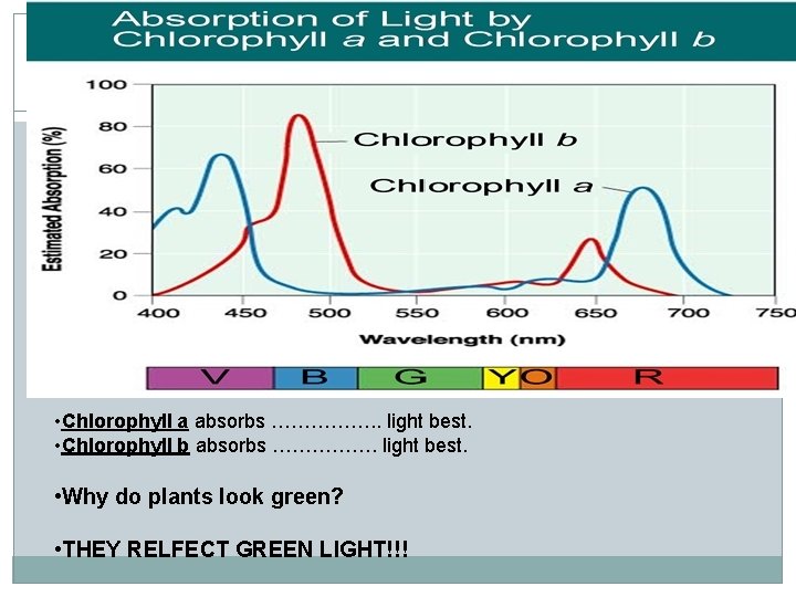  • Chlorophyll a absorbs ……………. . light best. • Chlorophyll b absorbs …………….