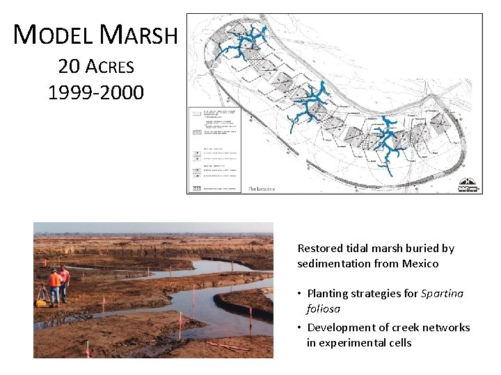 MODEL MARSH 20 ACRES 1999 -2000 Restored tidal marsh buried by sedimentation from Mexico