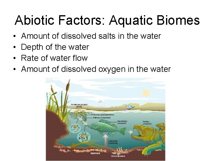 Abiotic Factors: Aquatic Biomes • • Amount of dissolved salts in the water Depth