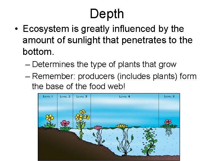 Depth • Ecosystem is greatly influenced by the amount of sunlight that penetrates to