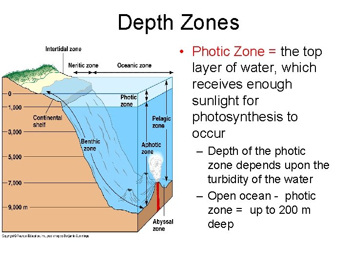 Depth Zones • Photic Zone = the top layer of water, which receives enough