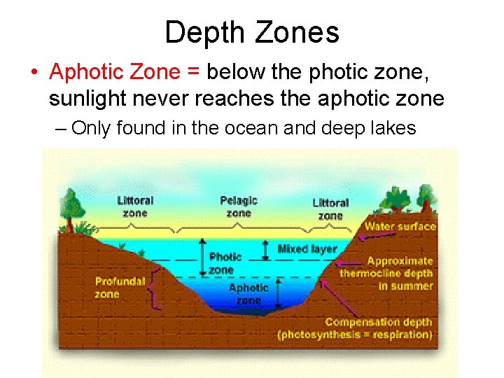 Depth Zones • Aphotic Zone = below the photic zone, sunlight never reaches the