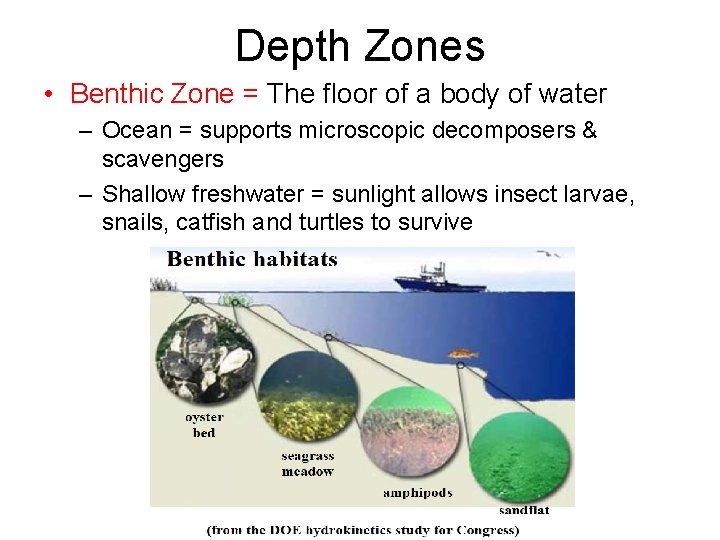 Depth Zones • Benthic Zone = The floor of a body of water –