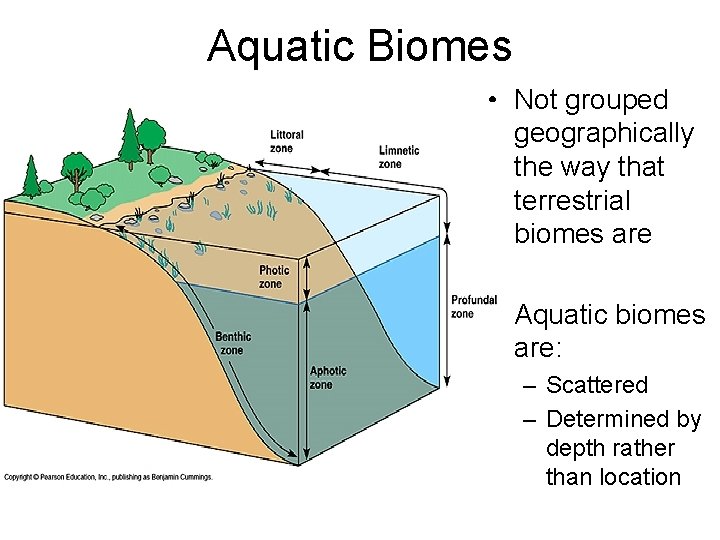 Aquatic Biomes • Not grouped geographically the way that terrestrial biomes are • Aquatic
