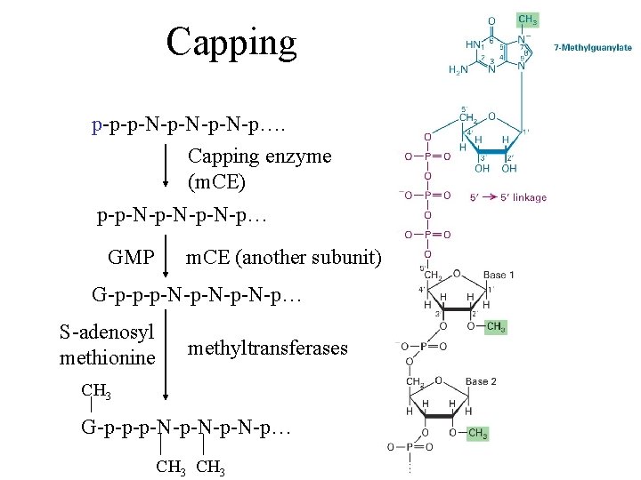 Capping p-p-p-N-p-N-p…. Capping enzyme (m. CE) p-p-N-p-N-p… GMP m. CE (another subunit) G-p-p-p-N-p-N-p… S-adenosyl