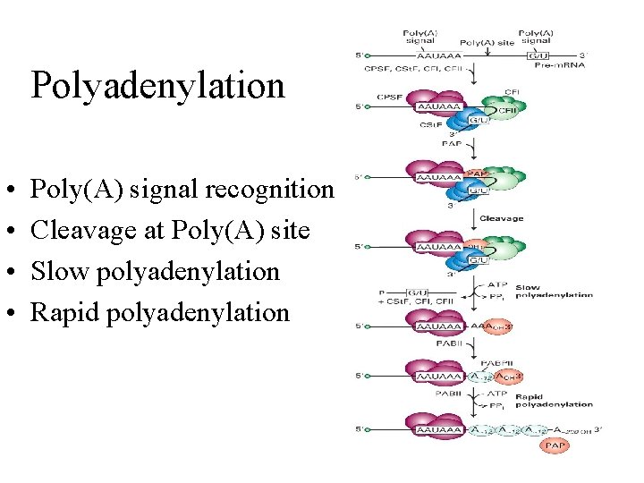 Polyadenylation • • Poly(A) signal recognition Cleavage at Poly(A) site Slow polyadenylation Rapid polyadenylation