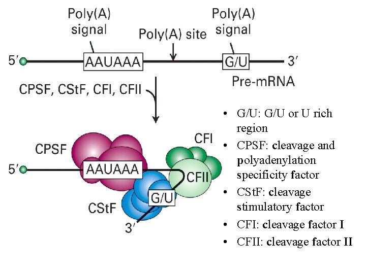  • G/U: G/U or U rich region • CPSF: cleavage and polyadenylation specificity