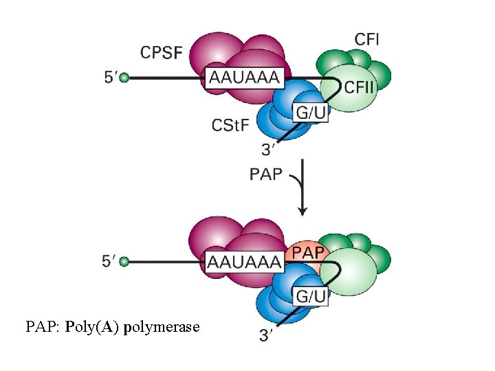 PAP: Poly(A) polymerase 