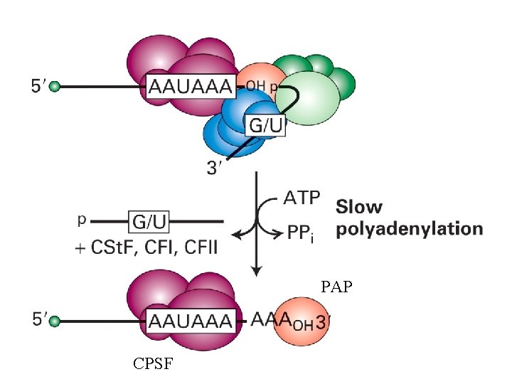 PAP CPSF 