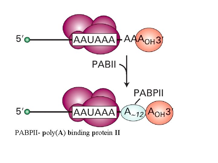 PABPII- poly(A) binding protein II 