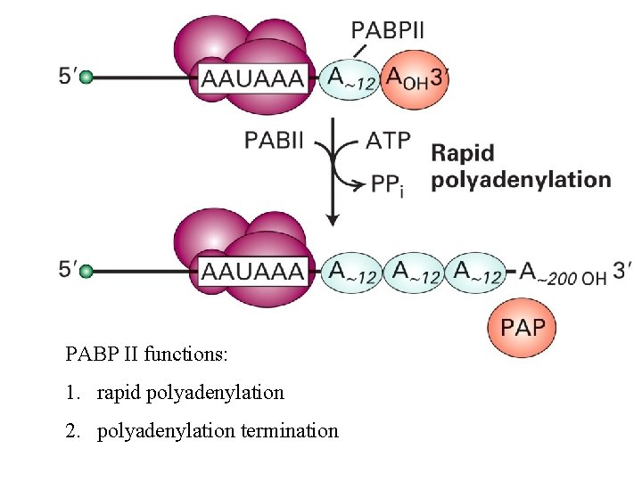 PABP II functions: 1. rapid polyadenylation 2. polyadenylation termination 