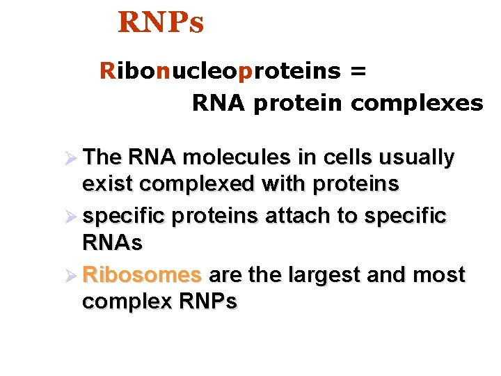 RNPs Ribonucleoproteins = RNA protein complexes Ø The RNA molecules in cells usually exist