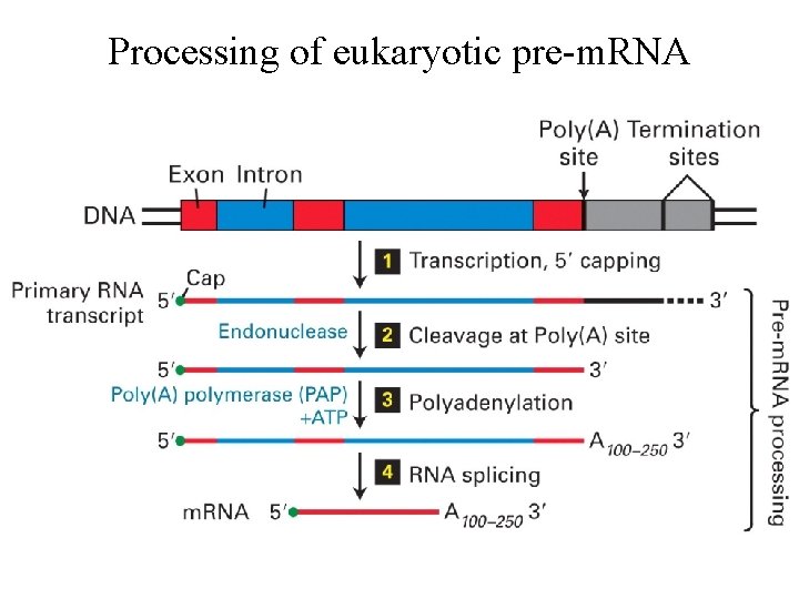 Processing of eukaryotic pre-m. RNA 