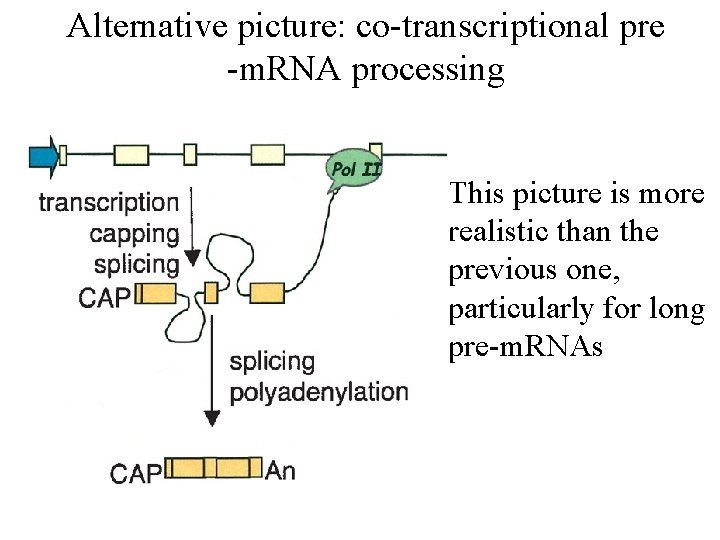 Alternative picture: co-transcriptional pre -m. RNA processing • This picture is more realistic than