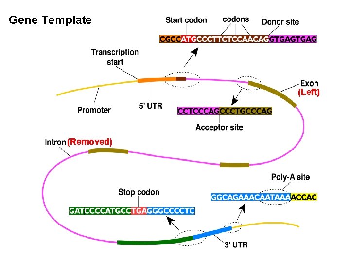 Gene Template (Left) (Removed) 11 