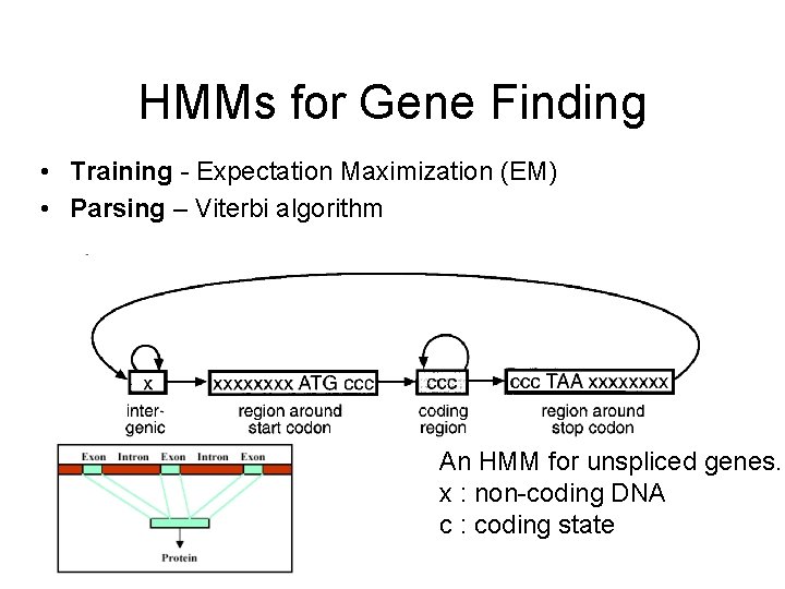 HMMs for Gene Finding • Training - Expectation Maximization (EM) • Parsing – Viterbi