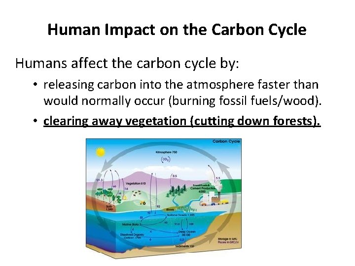 Human Impact on the Carbon Cycle Humans affect the carbon cycle by: • releasing