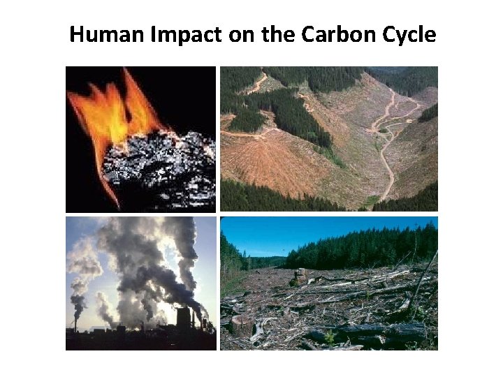 Human Impact on the Carbon Cycle 