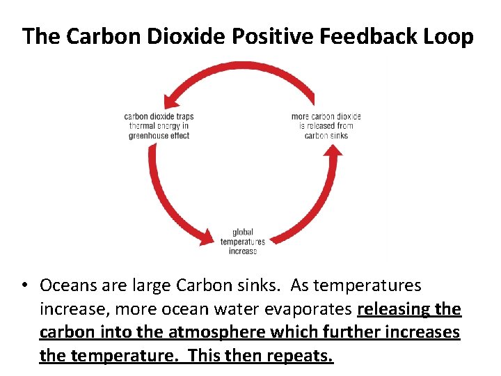 The Carbon Dioxide Positive Feedback Loop • Oceans are large Carbon sinks. As temperatures