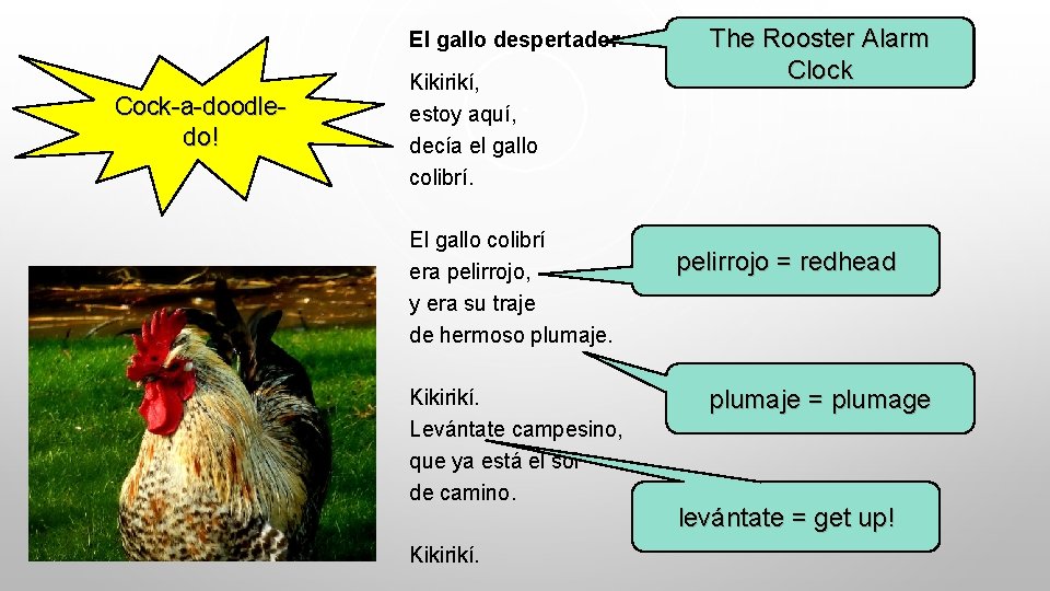 El gallo despertador Cock-a-doodle. Kikirikí? do! Kikirikí, estoy aquí, decía el gallo colibrí. El