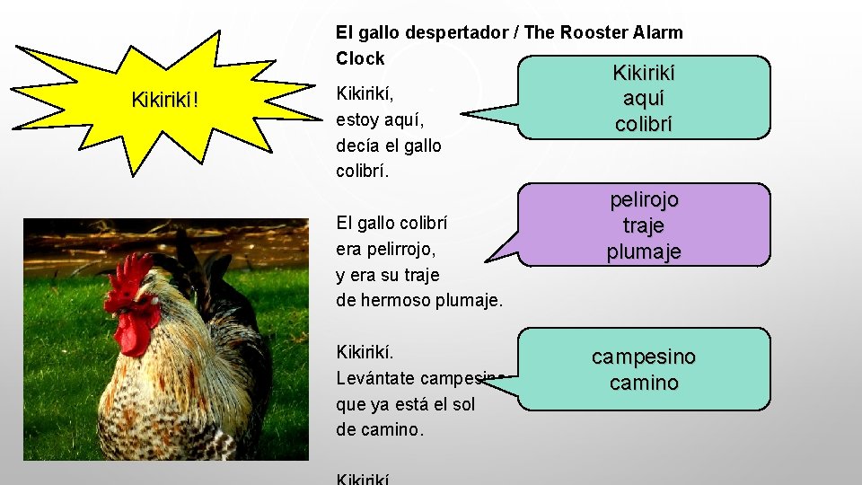 El gallo despertador / The Rooster Alarm Clock Kikirikí! Kikirikí, estoy aquí, decía el