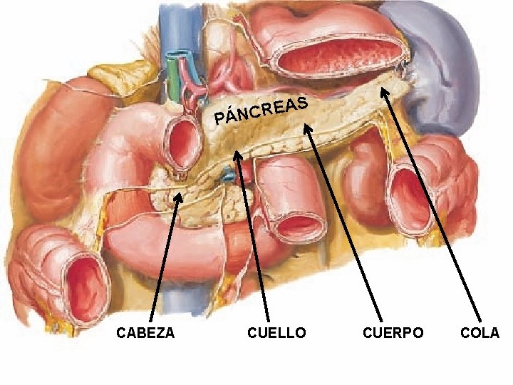 S EA R C N PÁ CABEZA CUELLO CUERPO COLA 