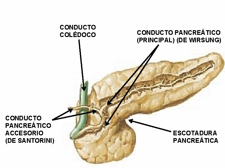 CONDUCTO COLÉDOCO CONDUCTO PANCREÁTICO ACCESORIO (DE SANTORINI) CONDUCTO PANCREÁTICO (PRINCIPAL) (DE WIRSUNG) ESCOTADURA PANCREÁTICA