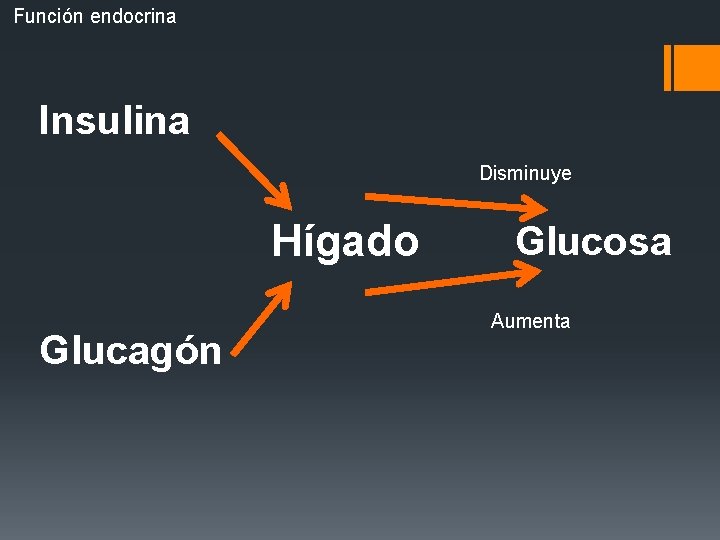 Función endocrina Insulina Disminuye Hígado Glucagón Glucosa Aumenta 