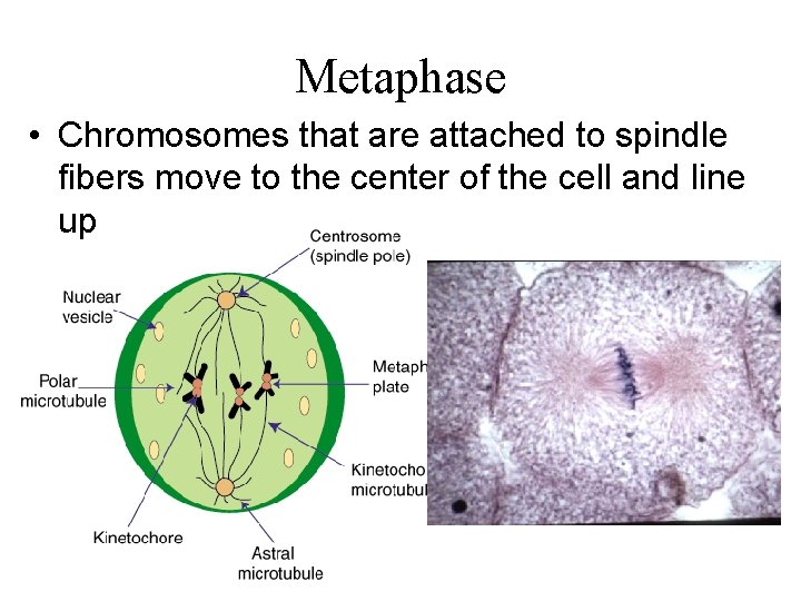 Metaphase • Chromosomes that are attached to spindle fibers move to the center of