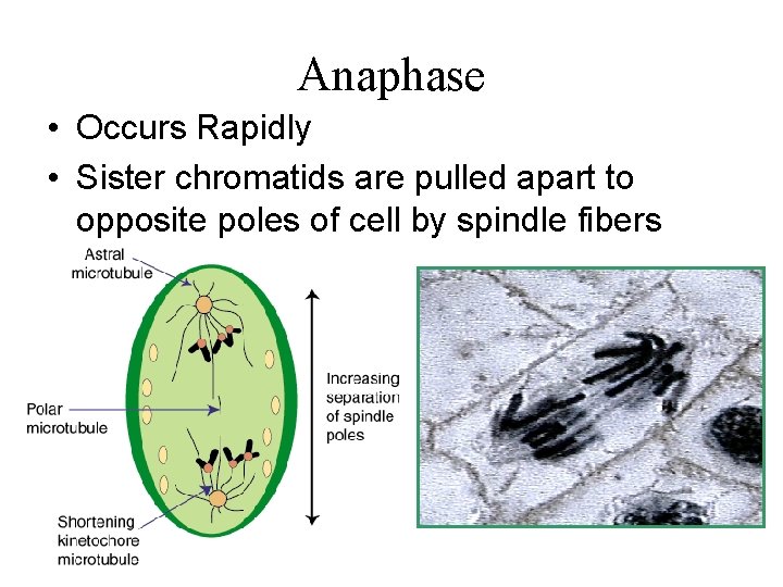 Anaphase • Occurs Rapidly • Sister chromatids are pulled apart to opposite poles of