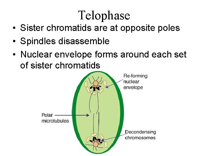 Telophase • Sister chromatids are at opposite poles • Spindles disassemble • Nuclear envelope