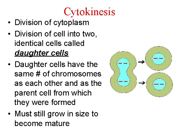 Cytokinesis • Division of cytoplasm • Division of cell into two, identical cells called