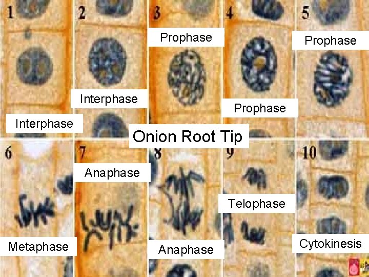 Prophase Interphase Prophase Onion Root Tip Anaphase Telophase Metaphase Anaphase Cytokinesis 
