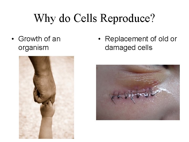 Why do Cells Reproduce? • Growth of an organism • Replacement of old or