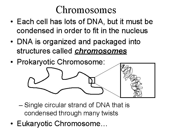 Chromosomes • Each cell has lots of DNA, but it must be condensed in