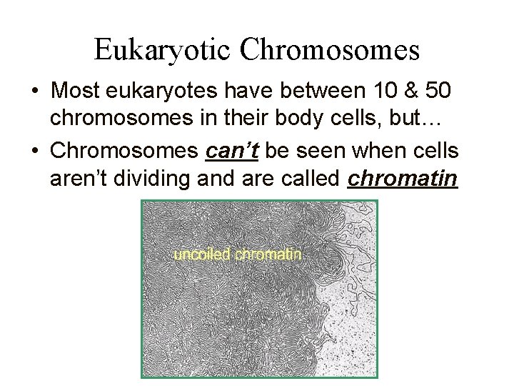Eukaryotic Chromosomes • Most eukaryotes have between 10 & 50 chromosomes in their body
