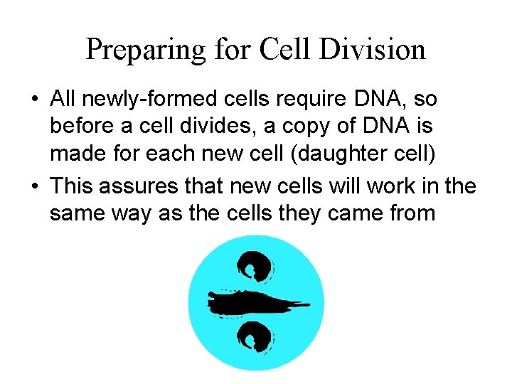 Preparing for Cell Division • All newly-formed cells require DNA, so before a cell