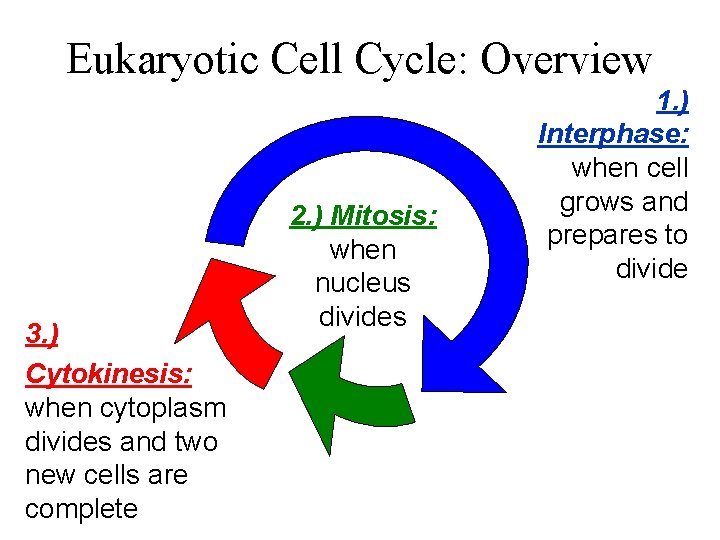 Eukaryotic Cell Cycle: Overview 3. ) Cytokinesis: when cytoplasm divides and two new cells