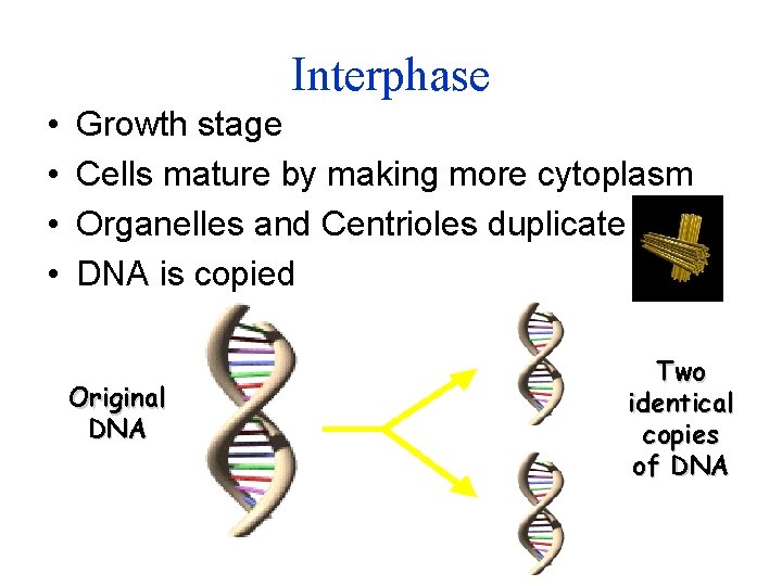 Interphase • • Growth stage Cells mature by making more cytoplasm Organelles and Centrioles
