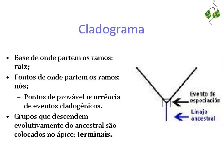 Cladograma • Base de onde partem os ramos: raiz; • Pontos de onde partem