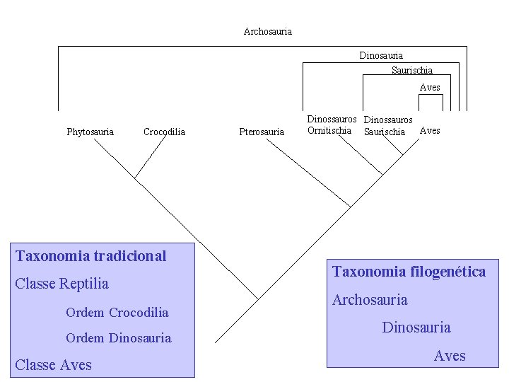 Archosauria Dinosauria Saurischia Aves Phytosauria Crocodilia Taxonomia tradicional Classe Reptilia Ordem Crocodilia Ordem Dinosauria