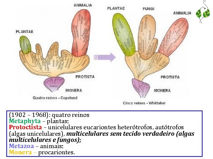 (1902 – 1968): quatro reinos Metaphyta – plantas; Protoctista – unicelulares eucariontes heterótrofos, autótrofos