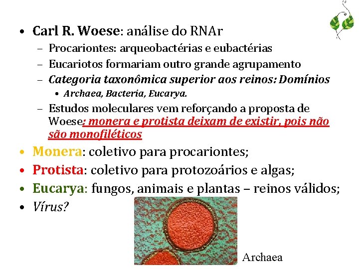  • Carl R. Woese: análise do RNAr – Procariontes: arqueobactérias e eubactérias –