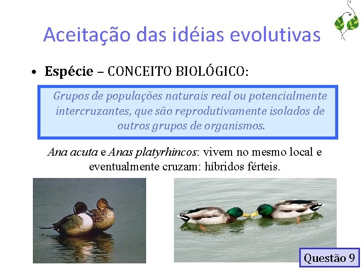 Aceitação das idéias evolutivas • Espécie – CONCEITO BIOLÓGICO: Grupos de populações naturais real