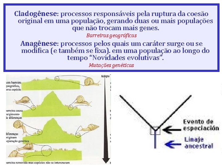 Cladogênese: processos responsáveis pela ruptura da coesão original em uma população, gerando duas ou Cladogênese: processos responsáveis pela ruptura da coesão original em uma população, gerando duas ou