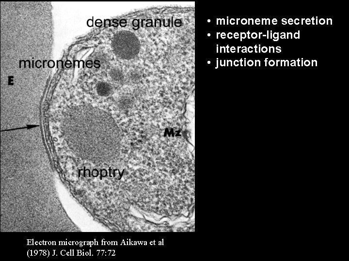  • microneme secretion • receptor-ligand interactions • junction formation Electron micrograph from Aikawa